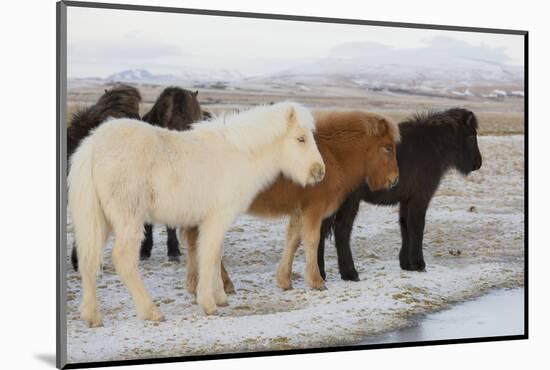 Iceland Horses, Near Hvollsvšllur, South Iceland, Iceland-Rainer Mirau-Mounted Photographic Print