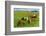 Iceland Horses-Catharina Lux-Framed Photographic Print