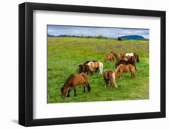 Iceland Horses-Catharina Lux-Framed Photographic Print