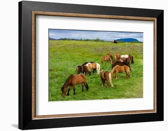 Iceland Horses-Catharina Lux-Framed Photographic Print