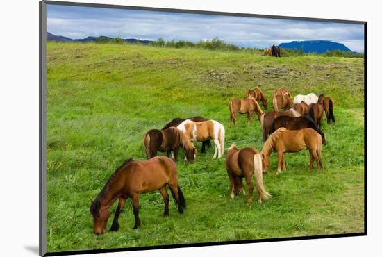 Iceland Horses-Catharina Lux-Mounted Photographic Print