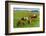 Iceland Horses-Catharina Lux-Framed Photographic Print