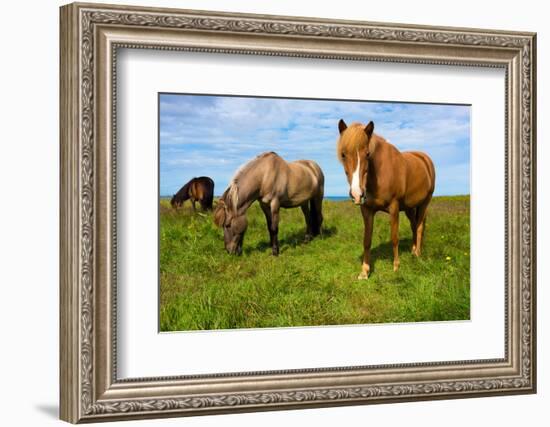 Iceland Horses-Catharina Lux-Framed Photographic Print