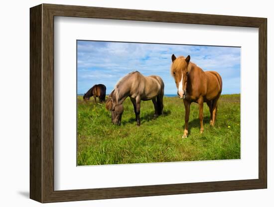 Iceland Horses-Catharina Lux-Framed Photographic Print