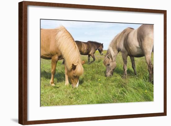 Iceland Horses-Catharina Lux-Framed Photographic Print