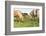 Iceland Horses-Catharina Lux-Framed Photographic Print