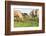 Iceland Horses-Catharina Lux-Framed Photographic Print