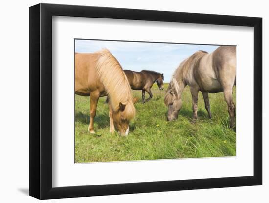 Iceland Horses-Catharina Lux-Framed Photographic Print