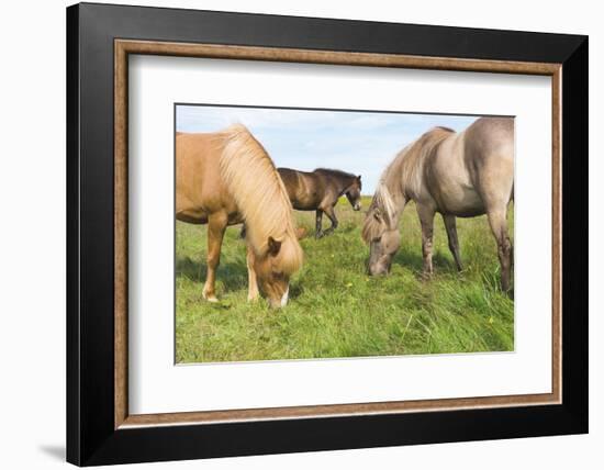 Iceland Horses-Catharina Lux-Framed Photographic Print