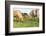 Iceland Horses-Catharina Lux-Framed Photographic Print