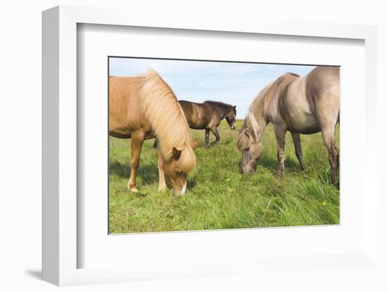 Iceland Horses-Catharina Lux-Framed Photographic Print