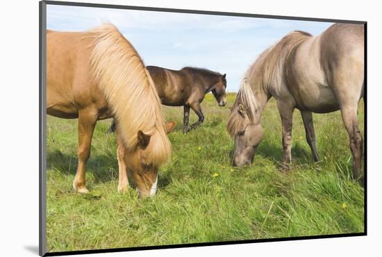 Iceland Horses-Catharina Lux-Mounted Photographic Print