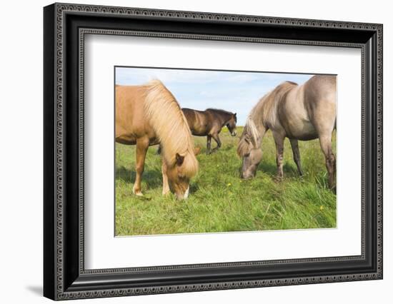 Iceland Horses-Catharina Lux-Framed Photographic Print