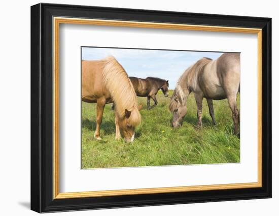 Iceland Horses-Catharina Lux-Framed Photographic Print