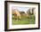 Iceland Horses-Catharina Lux-Framed Photographic Print