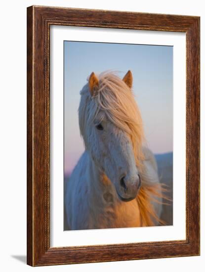 Iceland. Icelandic horse in sunset light.-Jaynes Gallery-Framed Photographic Print