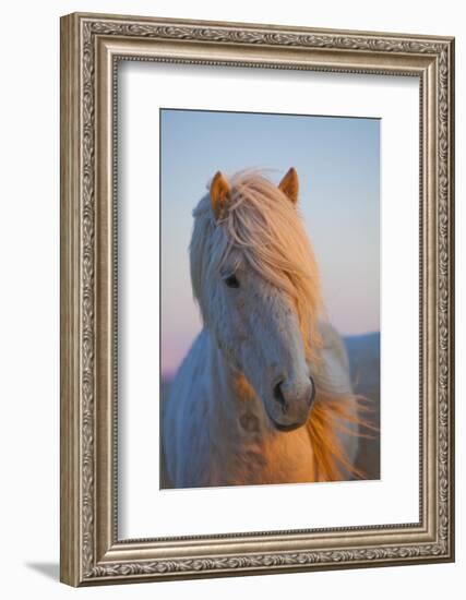 Iceland. Icelandic horse in sunset light.-Jaynes Gallery-Framed Photographic Print