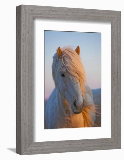 Iceland. Icelandic horse in sunset light.-Jaynes Gallery-Framed Photographic Print