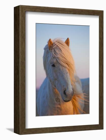 Iceland. Icelandic horse in sunset light.-Jaynes Gallery-Framed Photographic Print