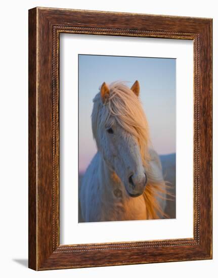 Iceland. Icelandic horse in sunset light.-Jaynes Gallery-Framed Photographic Print