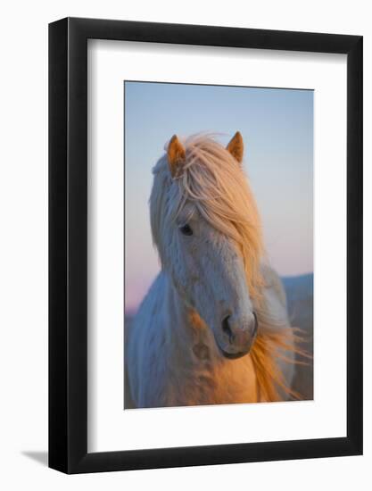 Iceland. Icelandic horse in sunset light.-Jaynes Gallery-Framed Photographic Print