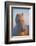 Iceland. Icelandic horse in sunset light.-Jaynes Gallery-Framed Photographic Print