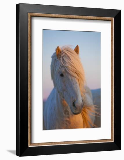 Iceland. Icelandic horse in sunset light.-Jaynes Gallery-Framed Photographic Print