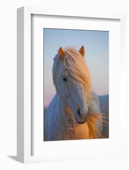 Iceland. Icelandic horse in sunset light.-Jaynes Gallery-Framed Photographic Print