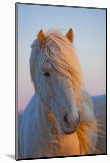 Iceland. Icelandic horse in sunset light.-Jaynes Gallery-Mounted Photographic Print