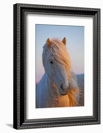 Iceland. Icelandic horse in sunset light.-Jaynes Gallery-Framed Photographic Print