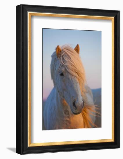 Iceland. Icelandic horse in sunset light.-Jaynes Gallery-Framed Photographic Print