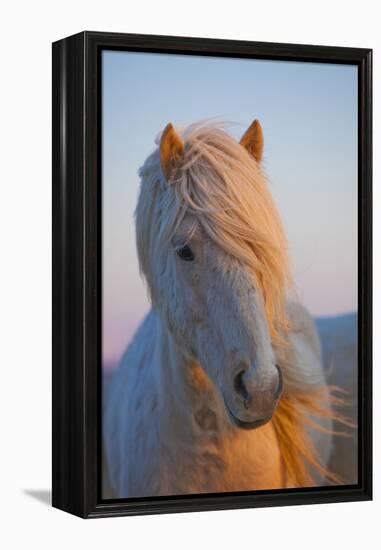 Iceland. Icelandic horse in sunset light.-Jaynes Gallery-Framed Premier Image Canvas