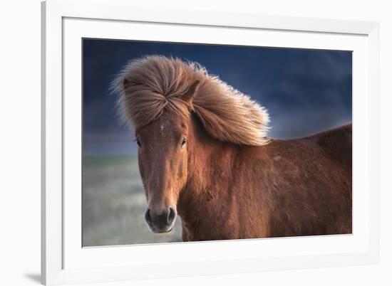 Iceland. Icelandic horse in sunset light.-Jaynes Gallery-Framed Premium Photographic Print