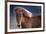 Iceland. Icelandic horse in sunset light.-Jaynes Gallery-Framed Premium Photographic Print