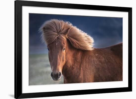 Iceland. Icelandic horse in sunset light.-Jaynes Gallery-Framed Premium Photographic Print