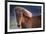 Iceland. Icelandic horse in sunset light.-Jaynes Gallery-Framed Premium Photographic Print