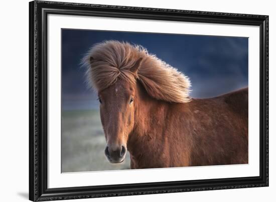 Iceland. Icelandic horse in sunset light.-Jaynes Gallery-Framed Premium Photographic Print
