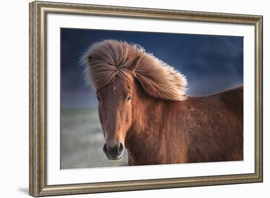 Iceland. Icelandic horse in sunset light.-Jaynes Gallery-Framed Premium Photographic Print