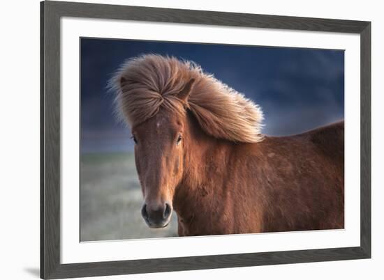 Iceland. Icelandic horse in sunset light.-Jaynes Gallery-Framed Premium Photographic Print