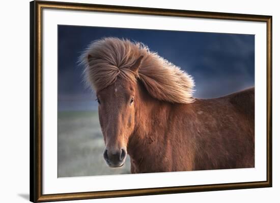 Iceland. Icelandic horse in sunset light.-Jaynes Gallery-Framed Premium Photographic Print