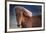 Iceland. Icelandic horse in sunset light.-Jaynes Gallery-Framed Premium Photographic Print