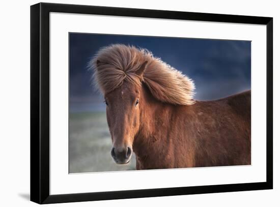 Iceland. Icelandic horse in sunset light.-Jaynes Gallery-Framed Premium Photographic Print