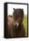 Iceland, Icelandic Horse-Hollice Looney-Framed Premier Image Canvas