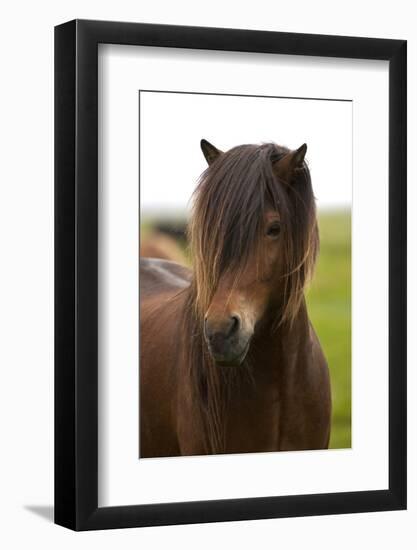 Iceland, Icelandic Horse-Hollice Looney-Framed Photographic Print