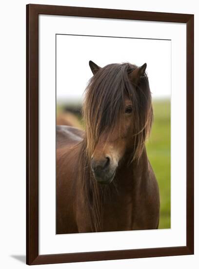 Iceland, Icelandic Horse-Hollice Looney-Framed Premium Photographic Print