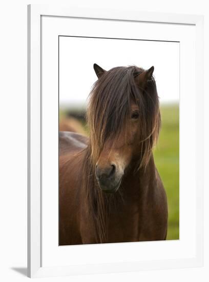 Iceland, Icelandic Horse-Hollice Looney-Framed Premium Photographic Print