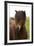 Iceland, Icelandic Horse-Hollice Looney-Framed Premium Photographic Print