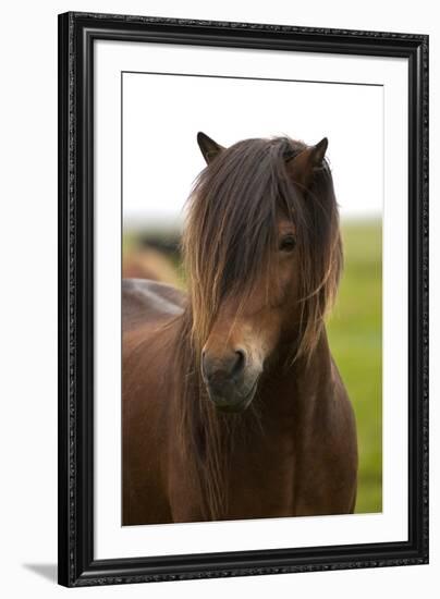 Iceland, Icelandic Horse-Hollice Looney-Framed Premium Photographic Print