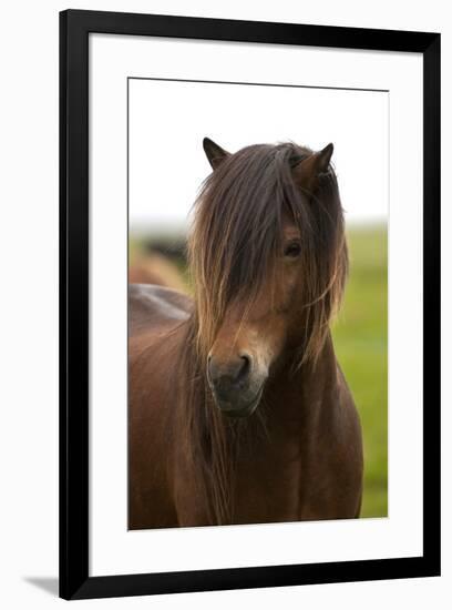 Iceland, Icelandic Horse-Hollice Looney-Framed Premium Photographic Print