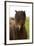 Iceland, Icelandic Horse-Hollice Looney-Framed Premium Photographic Print